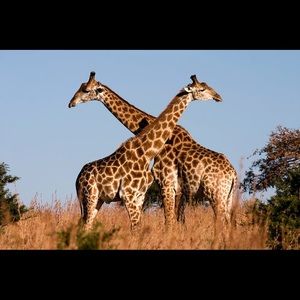 Meet your Posher, Lillianna